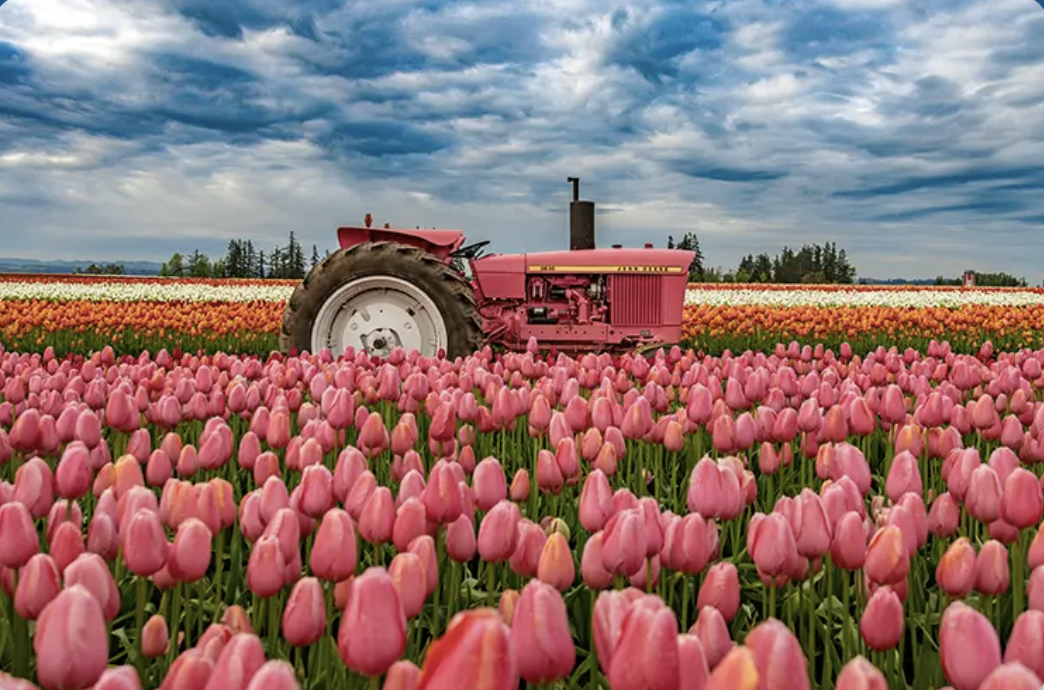 Wooden Shoe Tulip Festival 2026: Your Complete Guide to Oregon's Favorite Spring Tradition